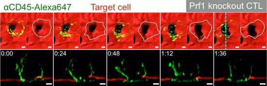 之前CTL細(xì)胞扒拉靶細(xì)胞的細(xì)胞膜 ，莫非是在“叩開牙關(guān)”